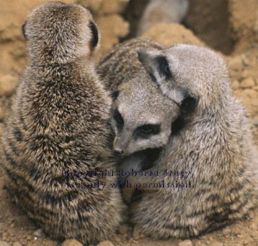 meerkat adults