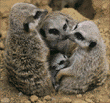 meerkats