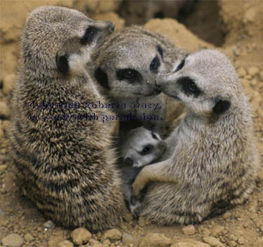 meerkat adults with 23-day-old baby