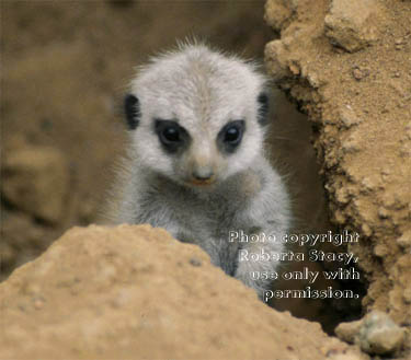 23-day-old meerkat baby