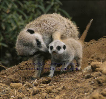 meerkat mother with her 23-day-old baby