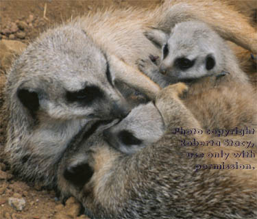 meerkats with their 23-day-old babies