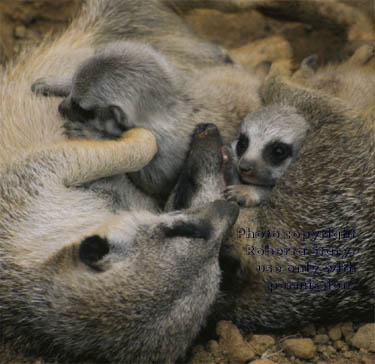 meerkats with their 23-day-old babies