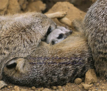 meerkat adults with 23-day-old babies