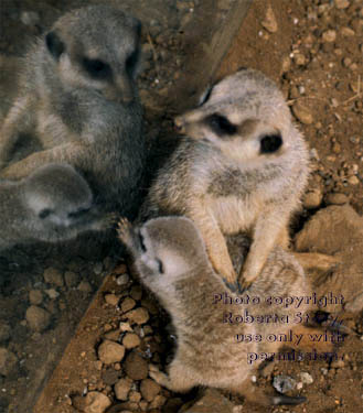 meerkat mother with 27-day-old babies