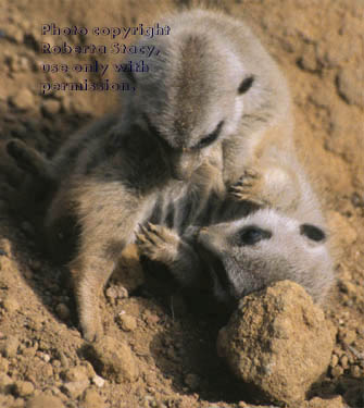 27-day-old meerkat babies