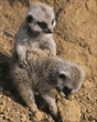 meerkats