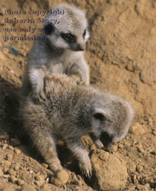 27-day-old meerkat babies