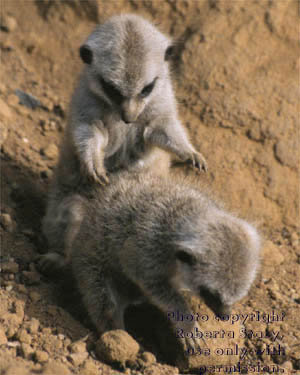 27-day-old meerkat babies