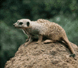 meerkats