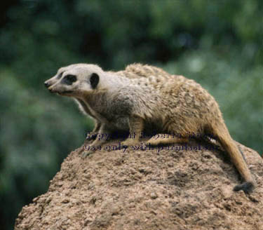 meerkat adults