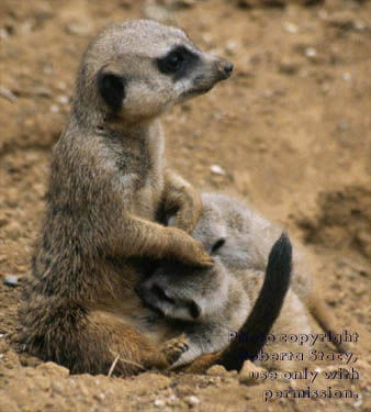 meerkat adult with 27-day-old babies