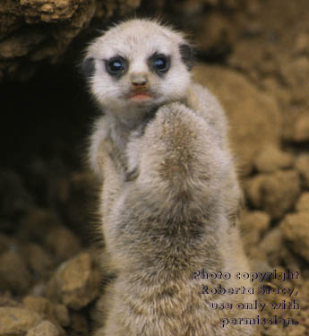 27-day-old meerkat babies