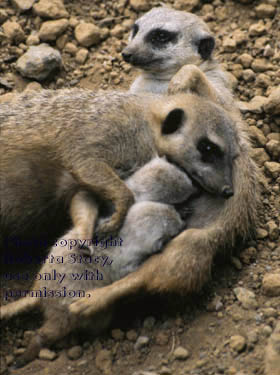 meerkat parents with their 27-day-old babies