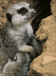 meerkats