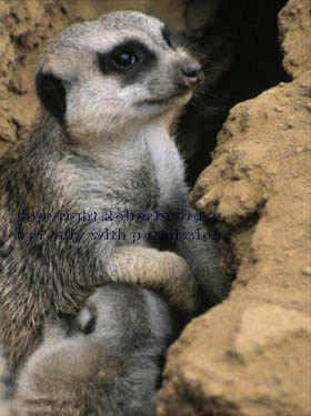 meerkat mother with her 27-day-old baby