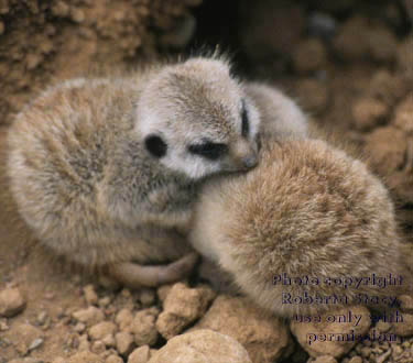 27-day-old meerkat babies