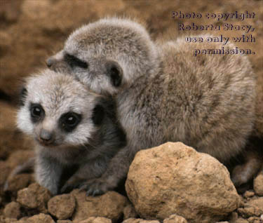 27-day-old meerkat babies