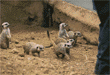 meerkats