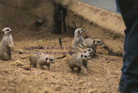 meerkats with keeper