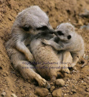 meerkat with her 27-day-old babies