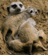 meerkats