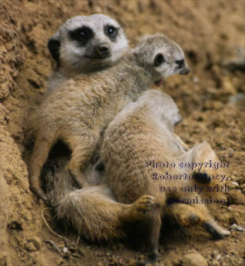 meerkat with her 27-day-old babies