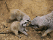 meerkats