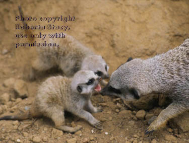 meerkat with her 27-day-old babies