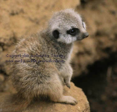 27-day-old meerkat baby