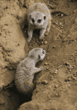 meerkats