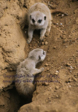 27-day-old meerkat babies