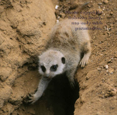 27-day-old meerkat baby