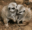 meerkats