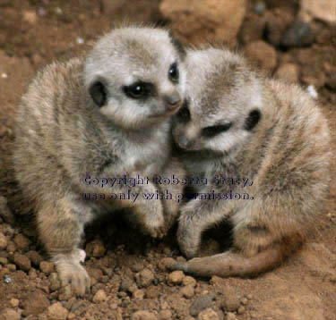 27-day-old meerkat babies