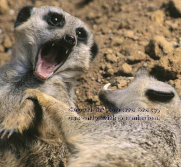 meerkat adults