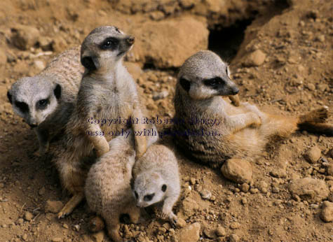 meerkat adults