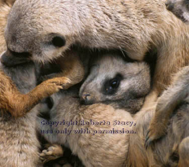 meerkat adults with 27-day-old babies