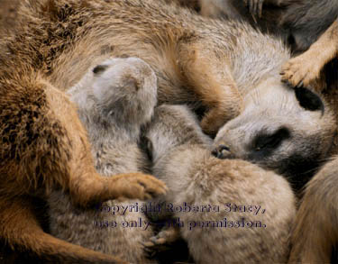 meerkat adults with 27-day-old babies