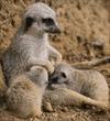 meerkats