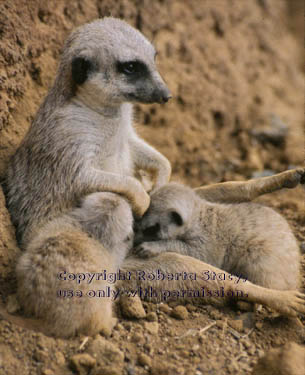 meerkat with her 27-day-old babies