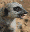 meerkats