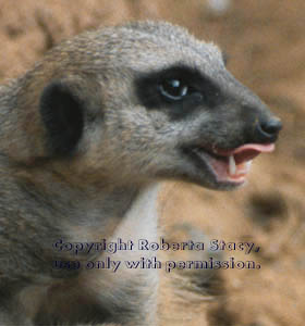 meerkat adult