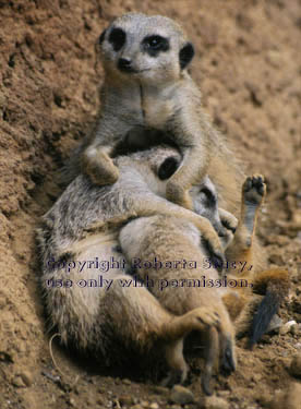 meerkats with their 27-day-old babies