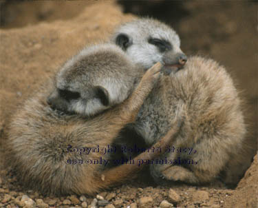 27-day-old meerkat babies