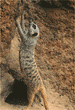 meerkats