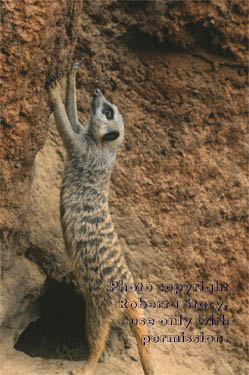 meerkat adult