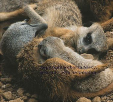 meerkat adults with 34-day-old baby