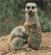 meerkats