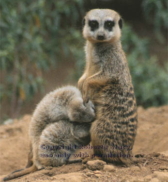 meerkat adult with 34-day-old babies